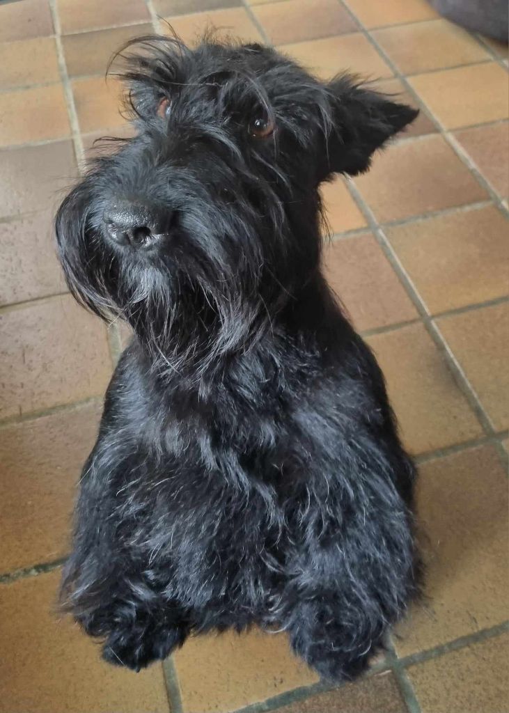 Les Scottish Terrier de l'affixe de la route Jacques Coeur