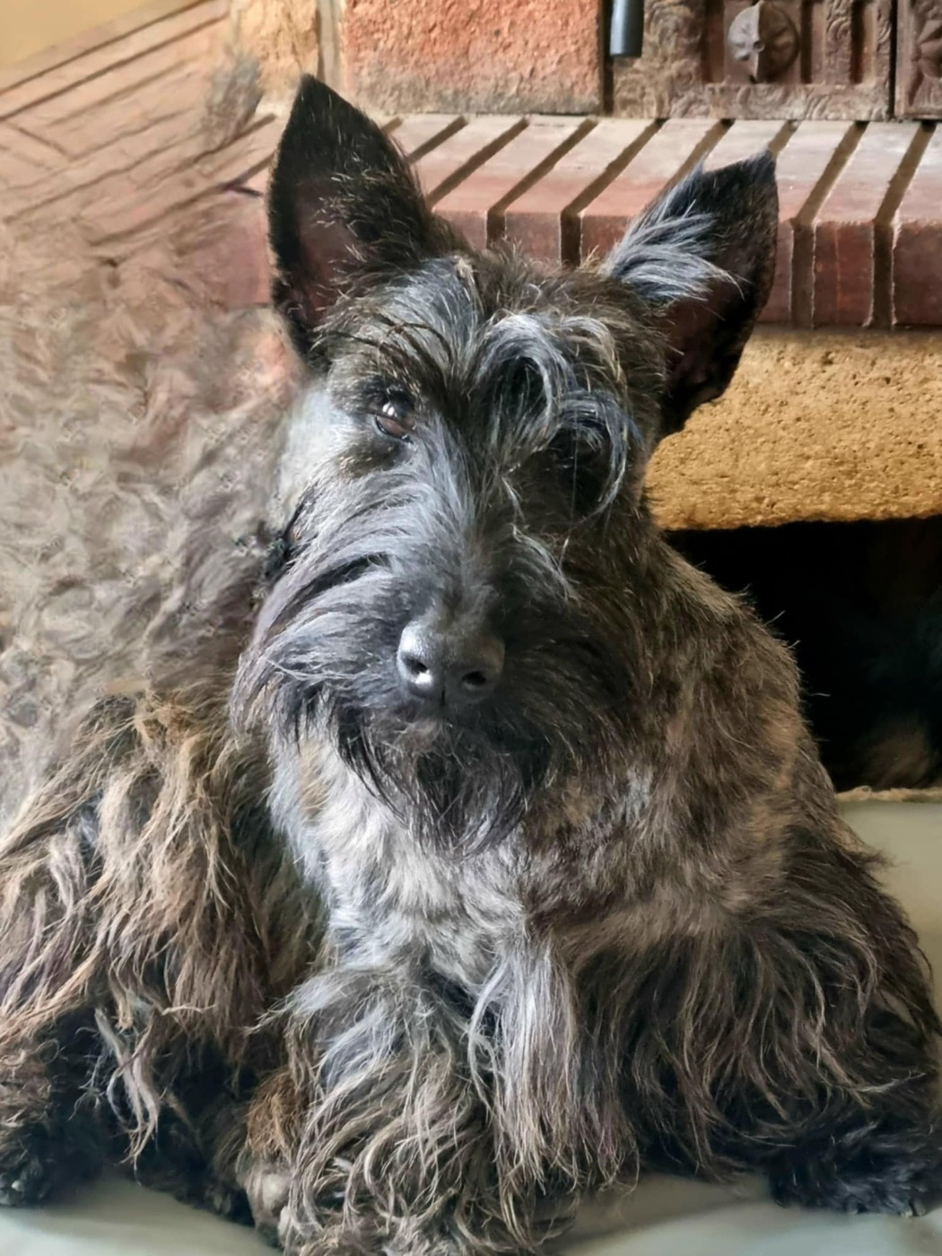 U ARE SO PRETTY du Clan des Petits Colonels