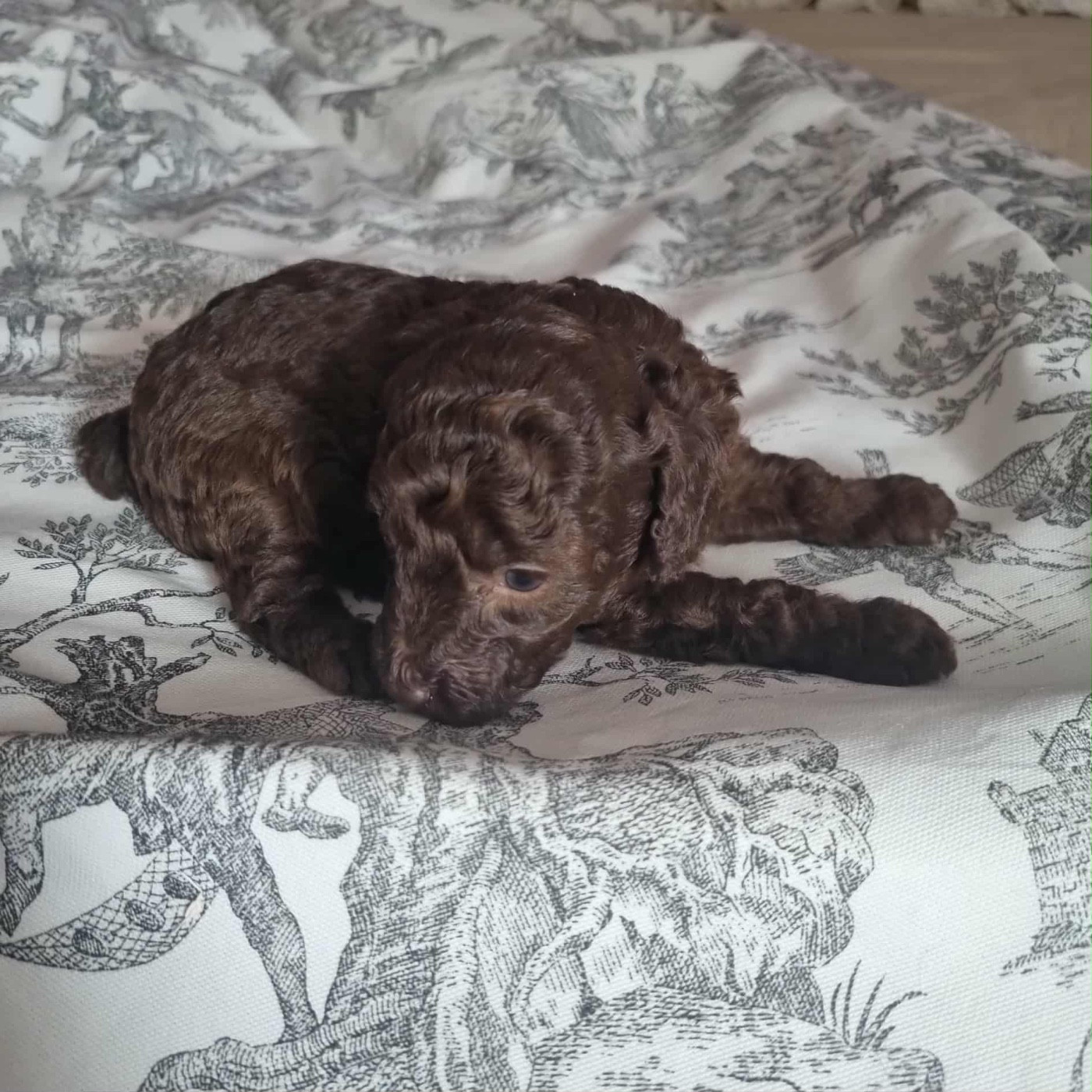 de la route Jacques Coeur - Chiots disponibles - Caniche