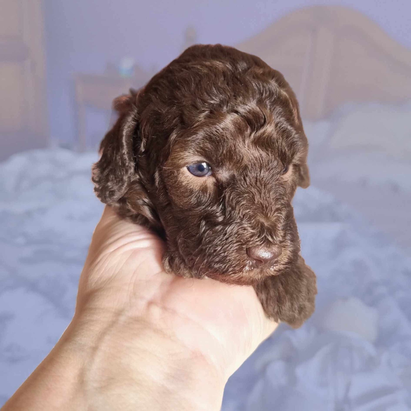 de la route Jacques Coeur - Chiots disponibles - Caniche