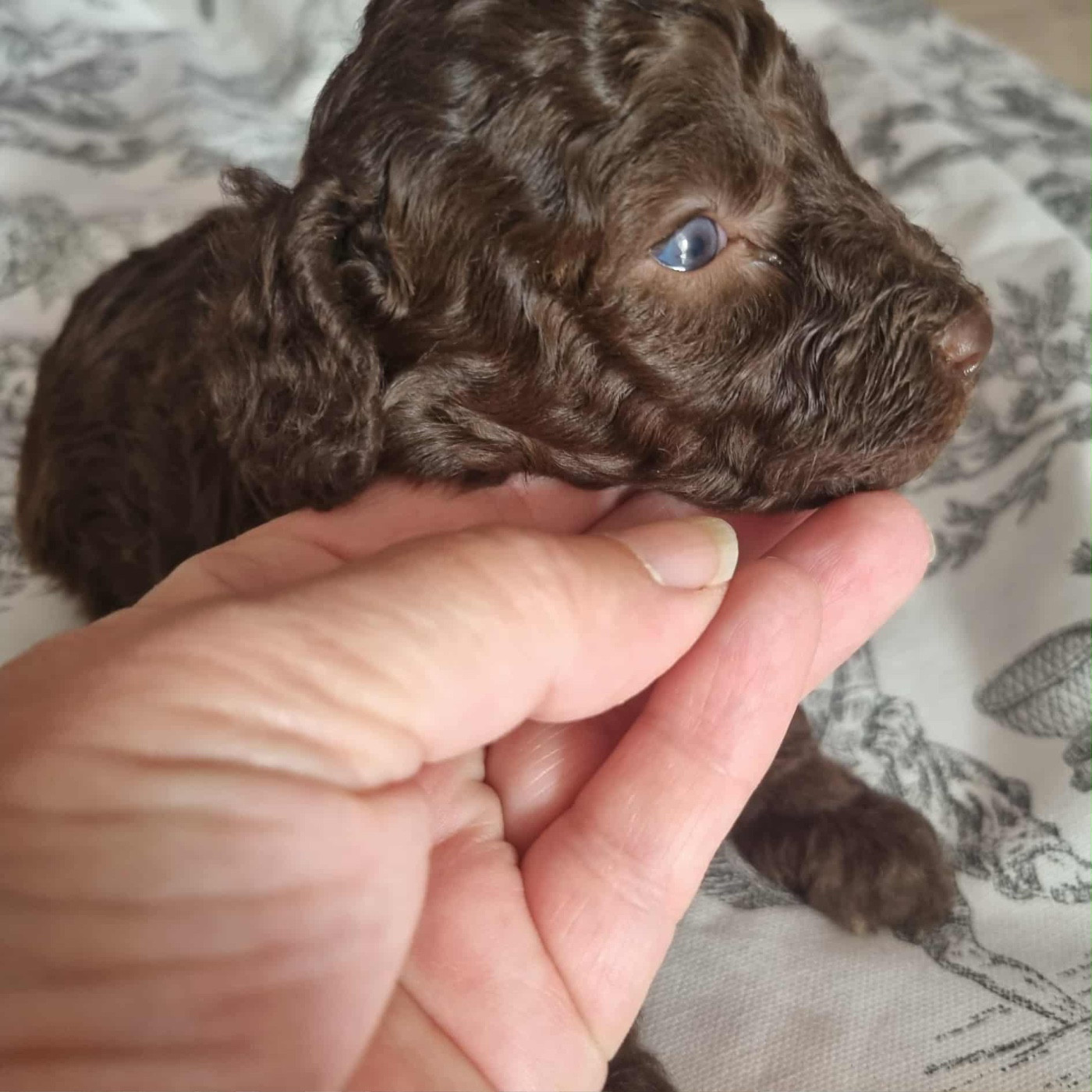 de la route Jacques Coeur - Chiots disponibles - Caniche