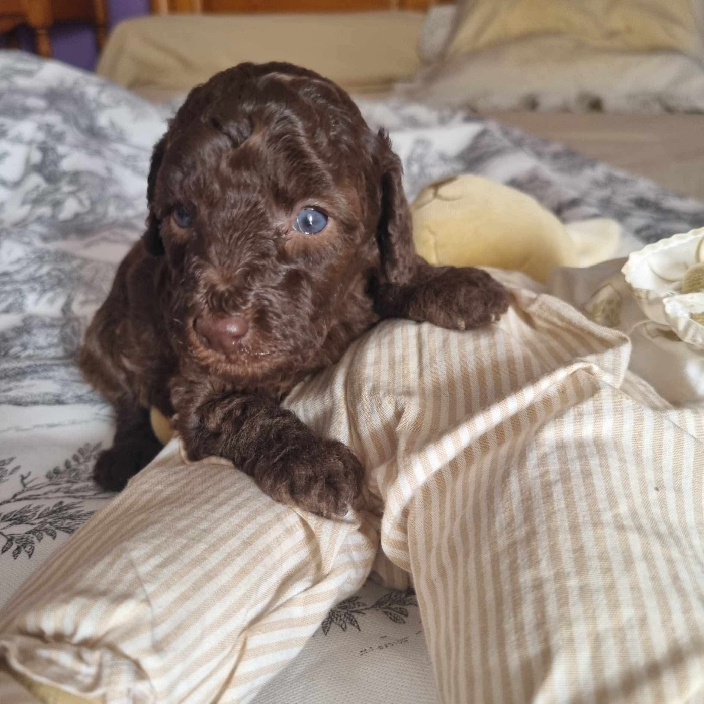 de la route Jacques Coeur - Chiots disponibles - Caniche