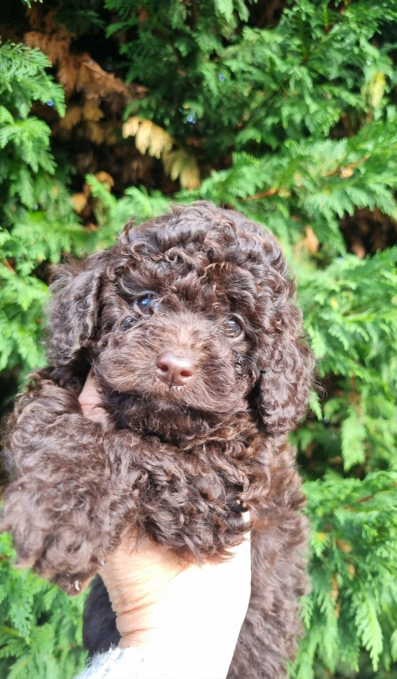 de la route Jacques Coeur - Chiots disponibles - Caniche