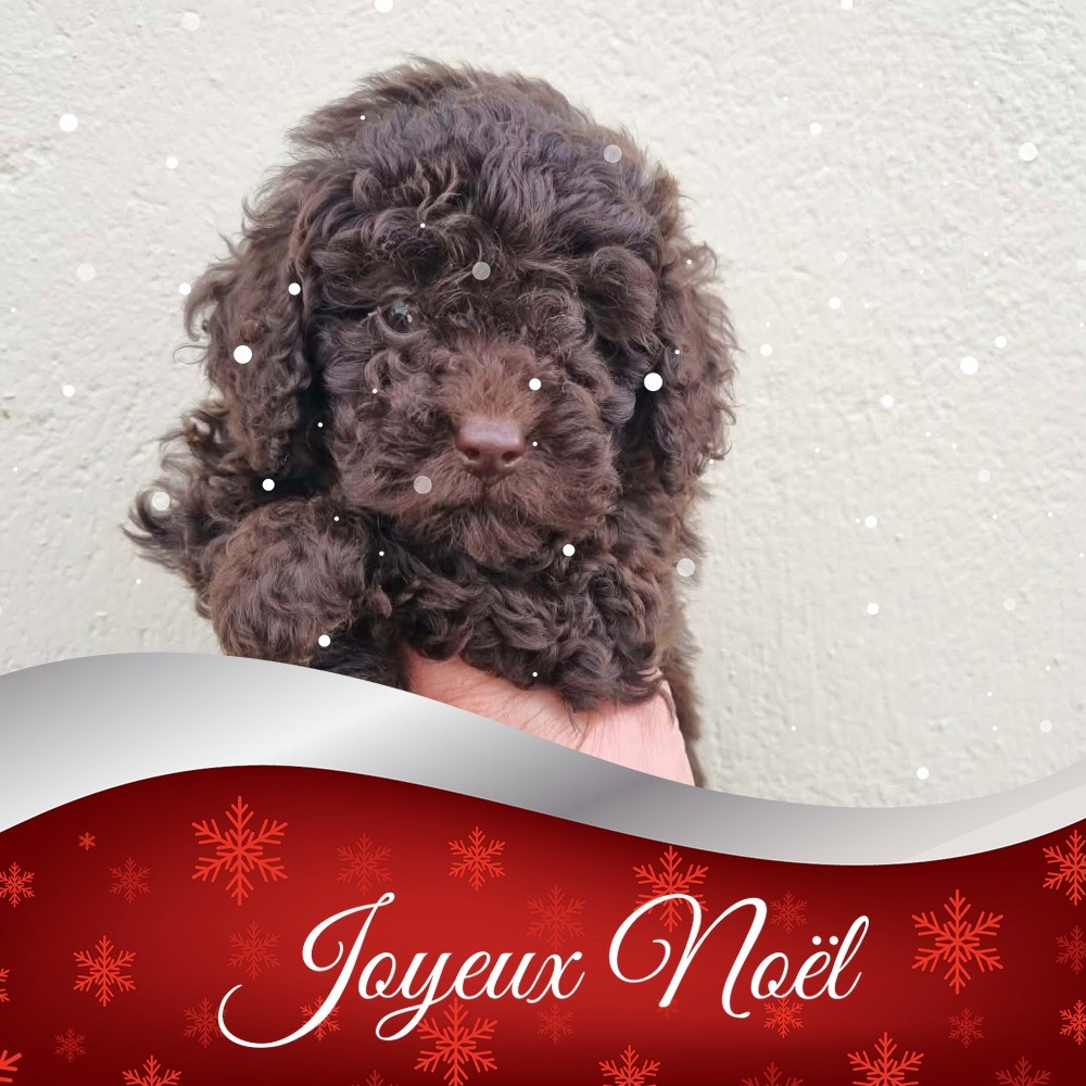 de la route Jacques Coeur - Chiots disponibles - Caniche