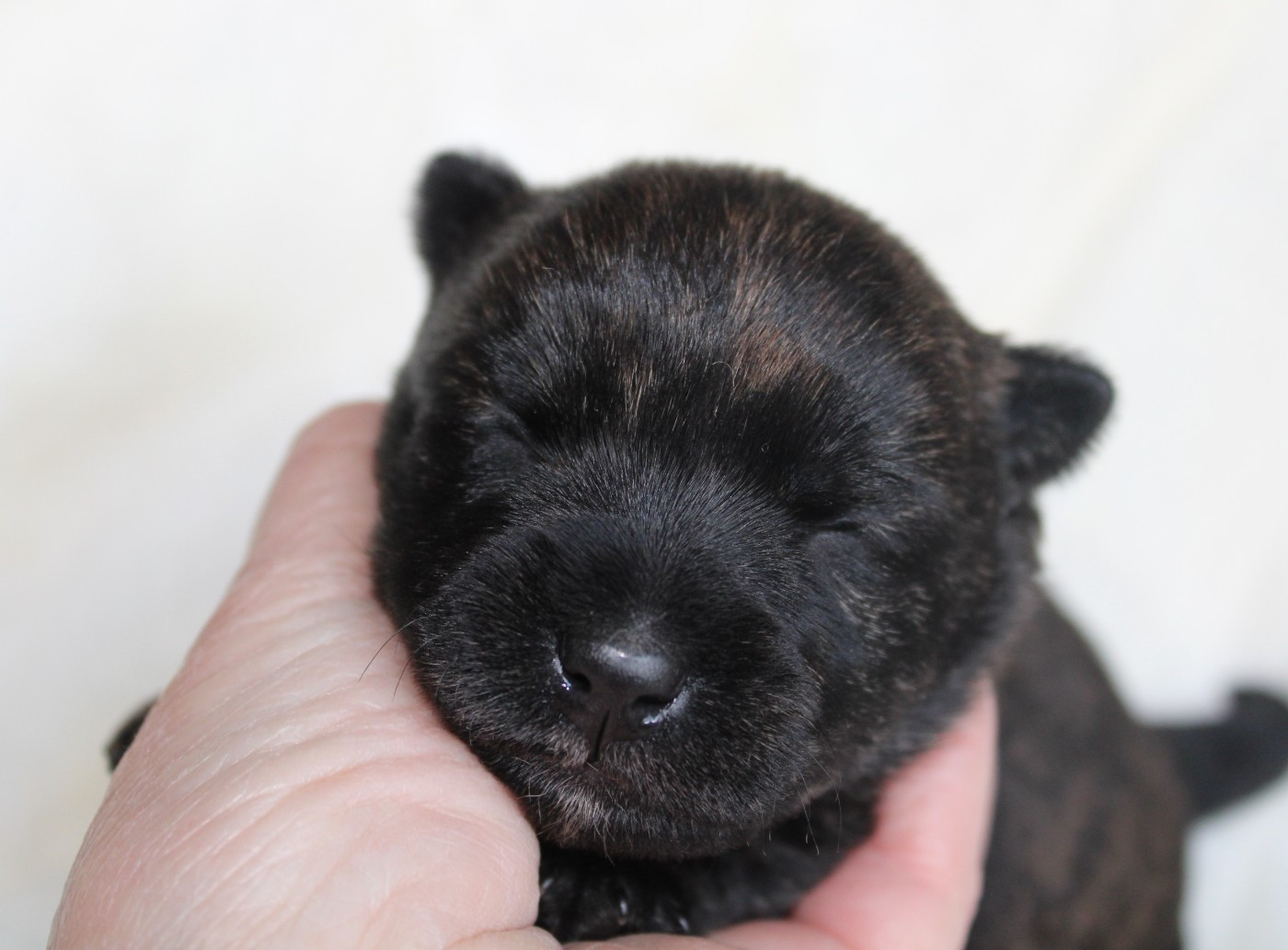 de la route Jacques Coeur - Chiots disponibles - Scottish Terrier