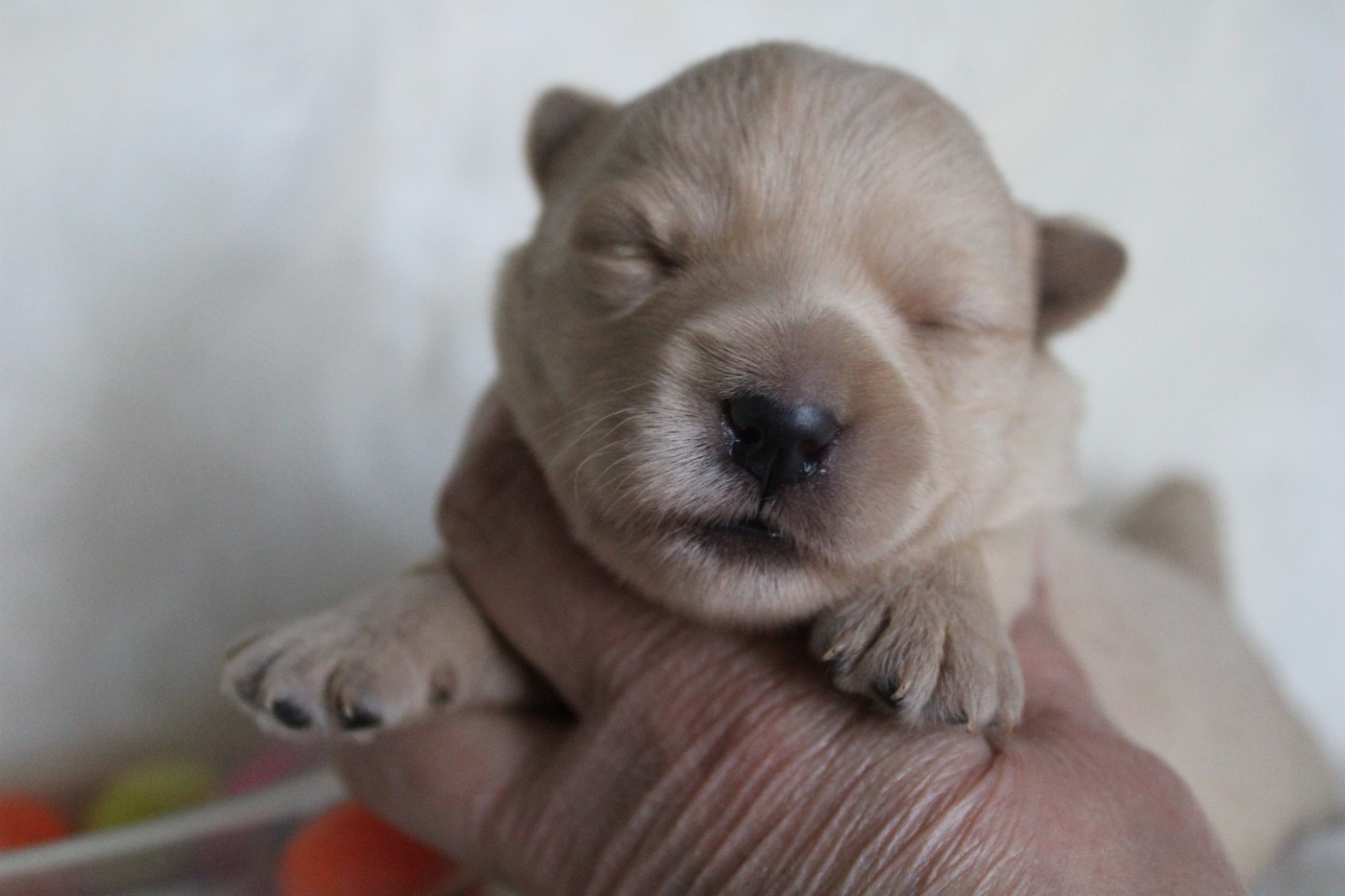 de la route Jacques Coeur - Chiots disponibles - Scottish Terrier