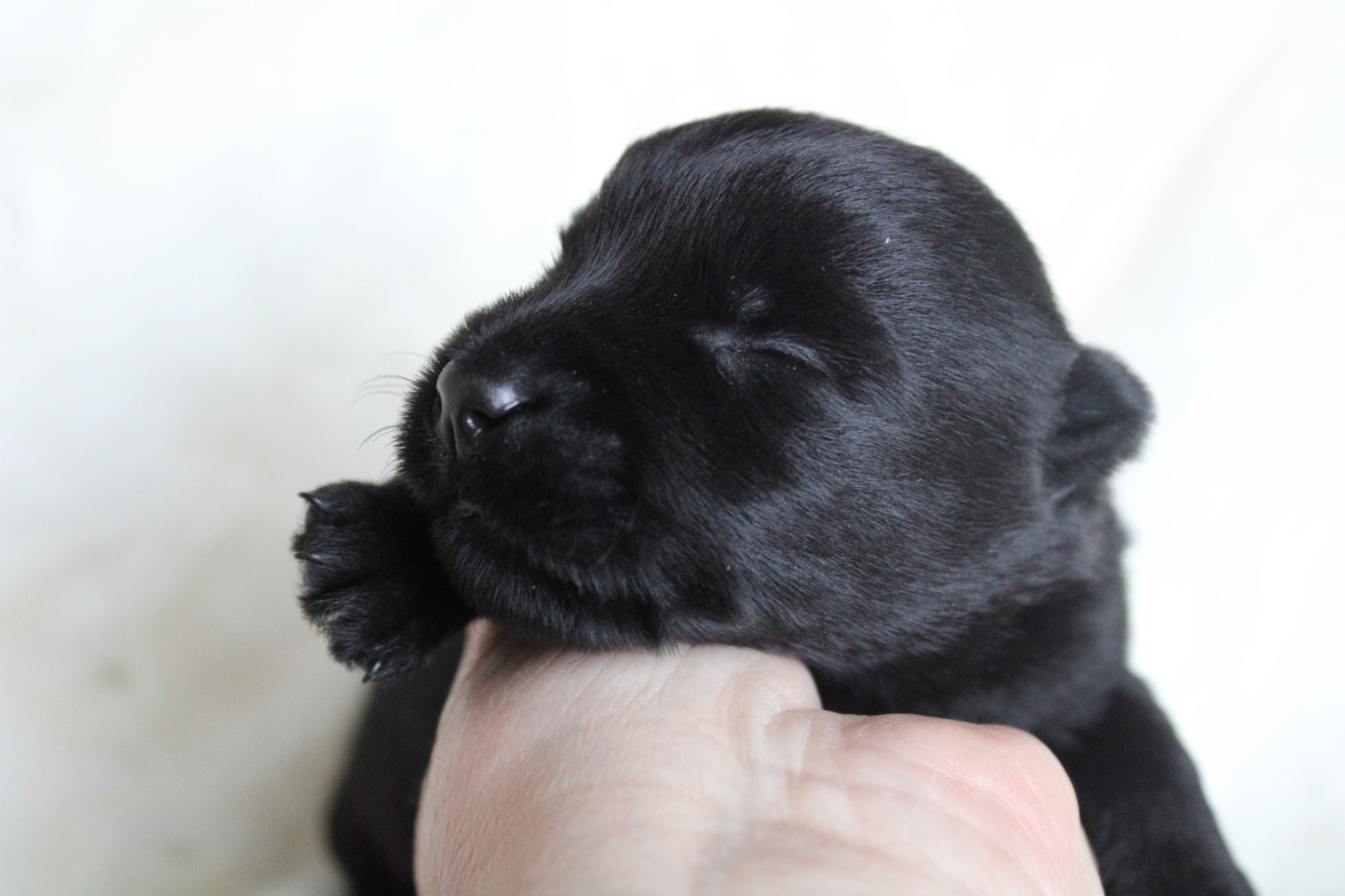 de la route Jacques Coeur - Chiots disponibles - Scottish Terrier