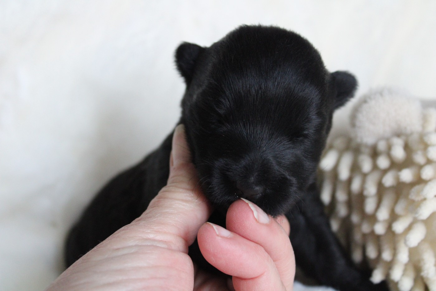 de la route Jacques Coeur - Chiots disponibles - Scottish Terrier