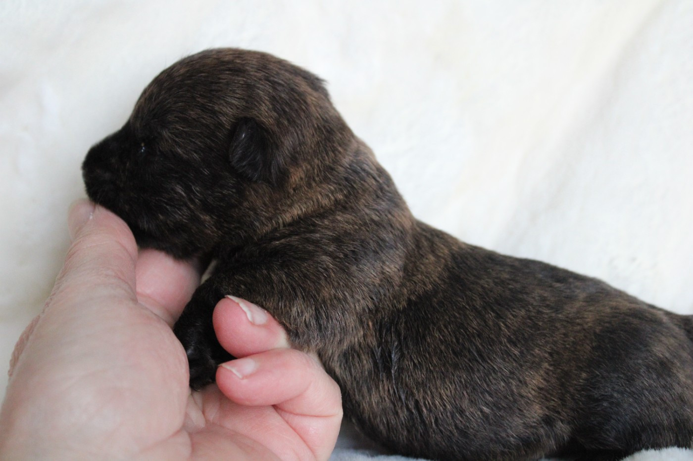 de la route Jacques Coeur - Chiots disponibles - Scottish Terrier