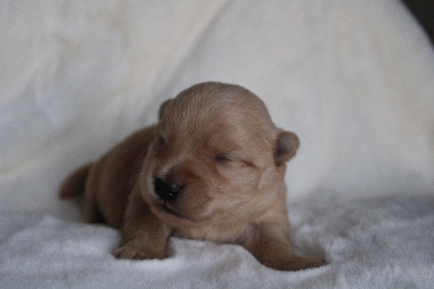 de la route Jacques Coeur - Chiots disponibles - Scottish Terrier