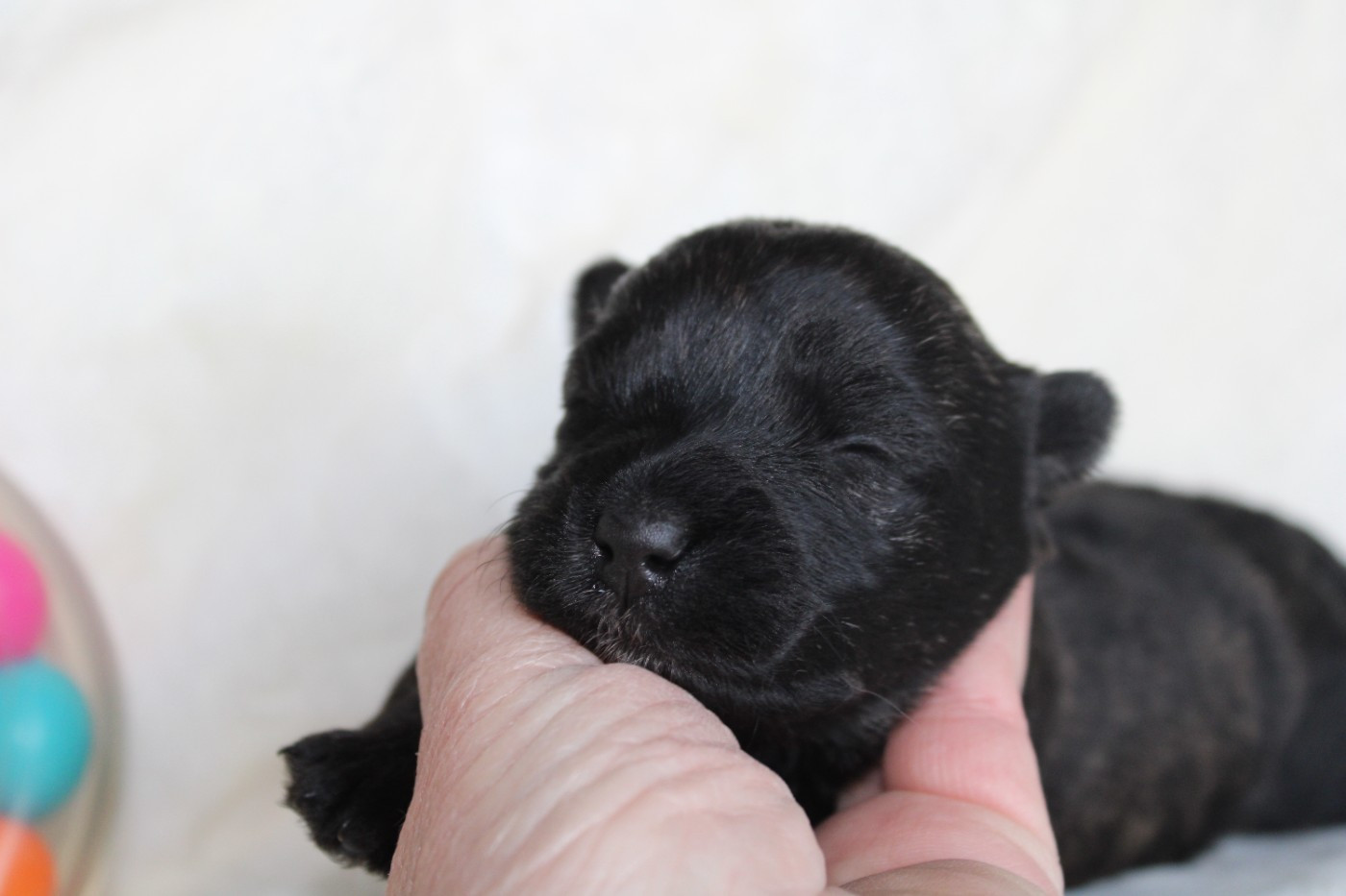 de la route Jacques Coeur - Chiots disponibles - Scottish Terrier