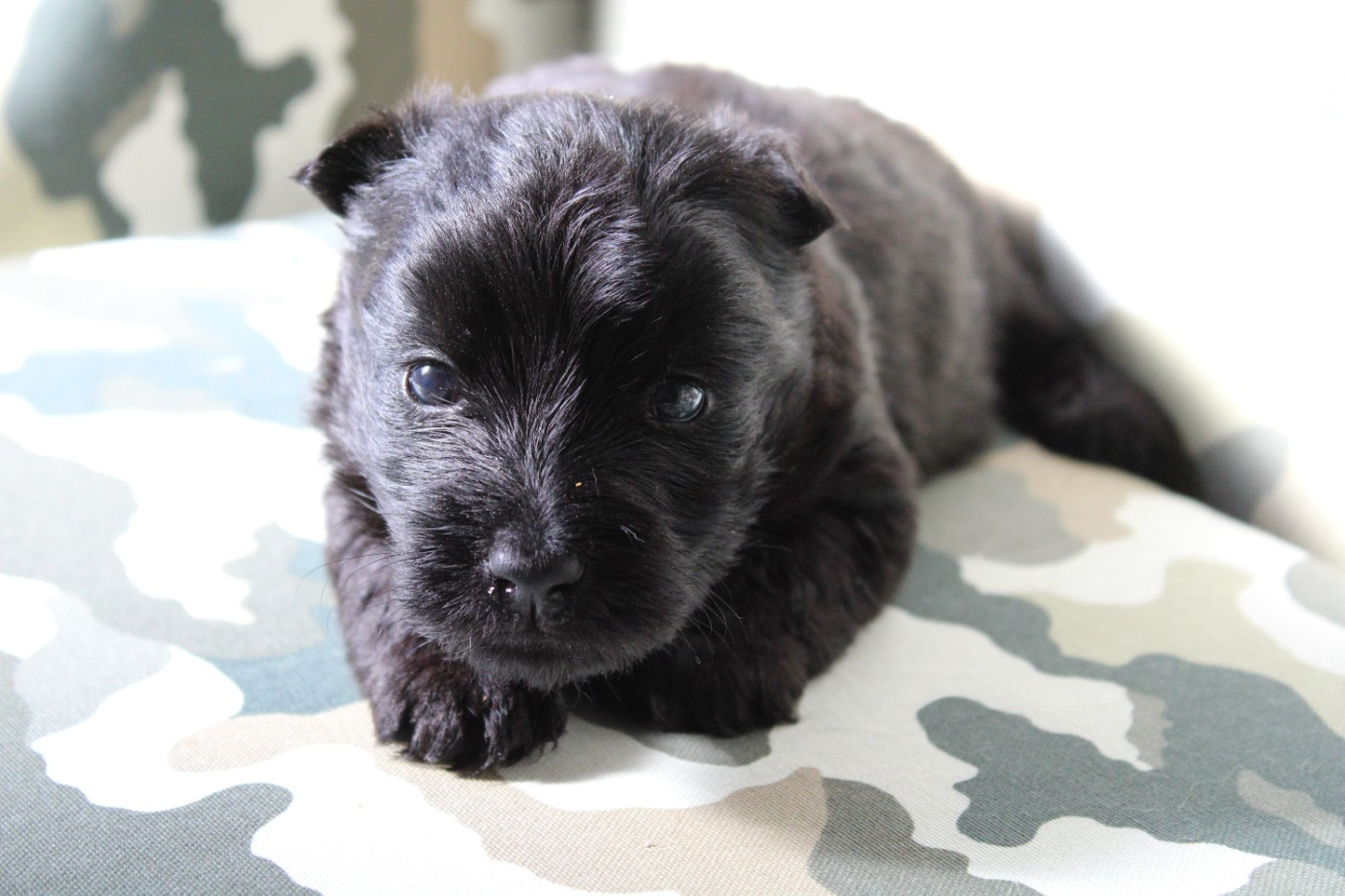 de la route Jacques Coeur - Chiots disponibles - Scottish Terrier