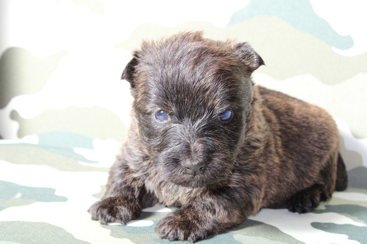 de la route Jacques Coeur - Chiots disponibles - Scottish Terrier