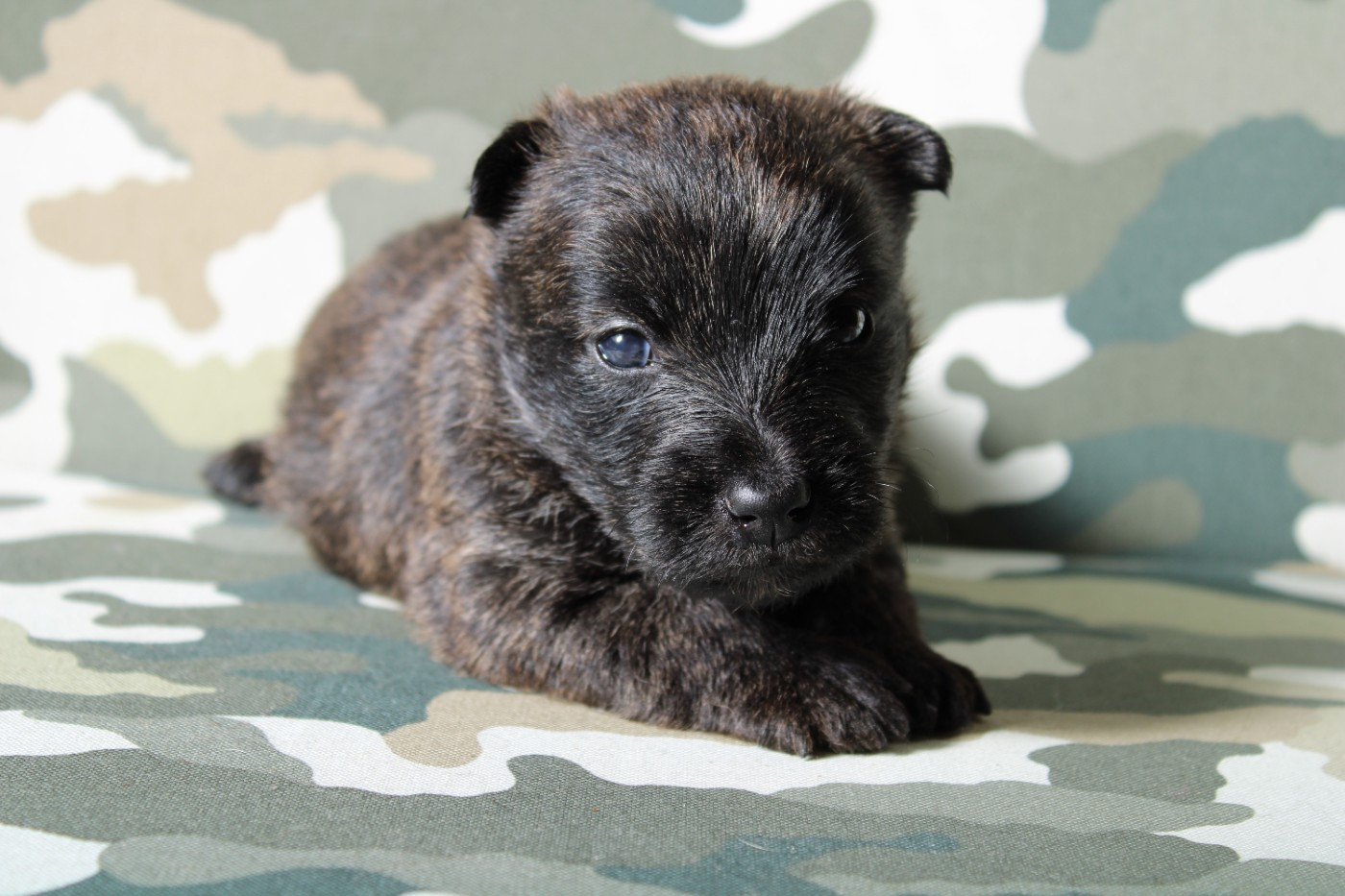 de la route Jacques Coeur - Chiots disponibles - Scottish Terrier