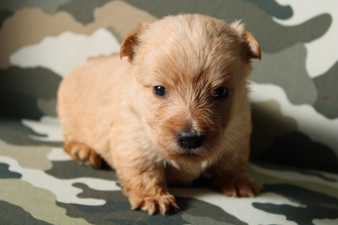 de la route Jacques Coeur - Chiots disponibles - Scottish Terrier