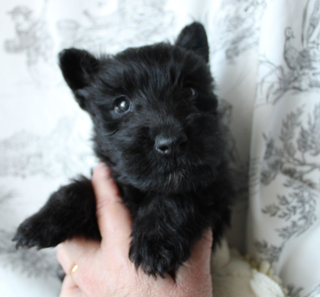 de la route Jacques Coeur - Chiots disponibles - Scottish Terrier