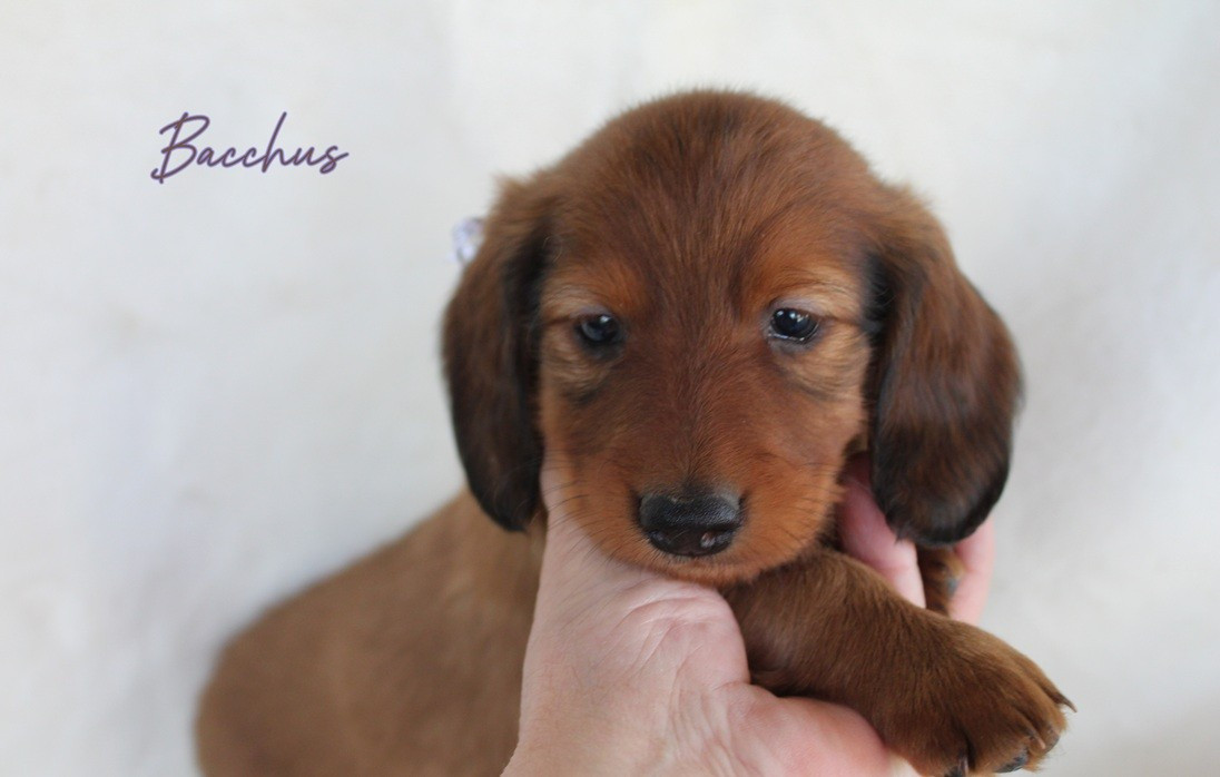 de la route Jacques Coeur - Chiots disponibles - Teckel poil long