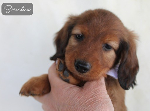 de la route Jacques Coeur - Chiots disponibles - Teckel poil long