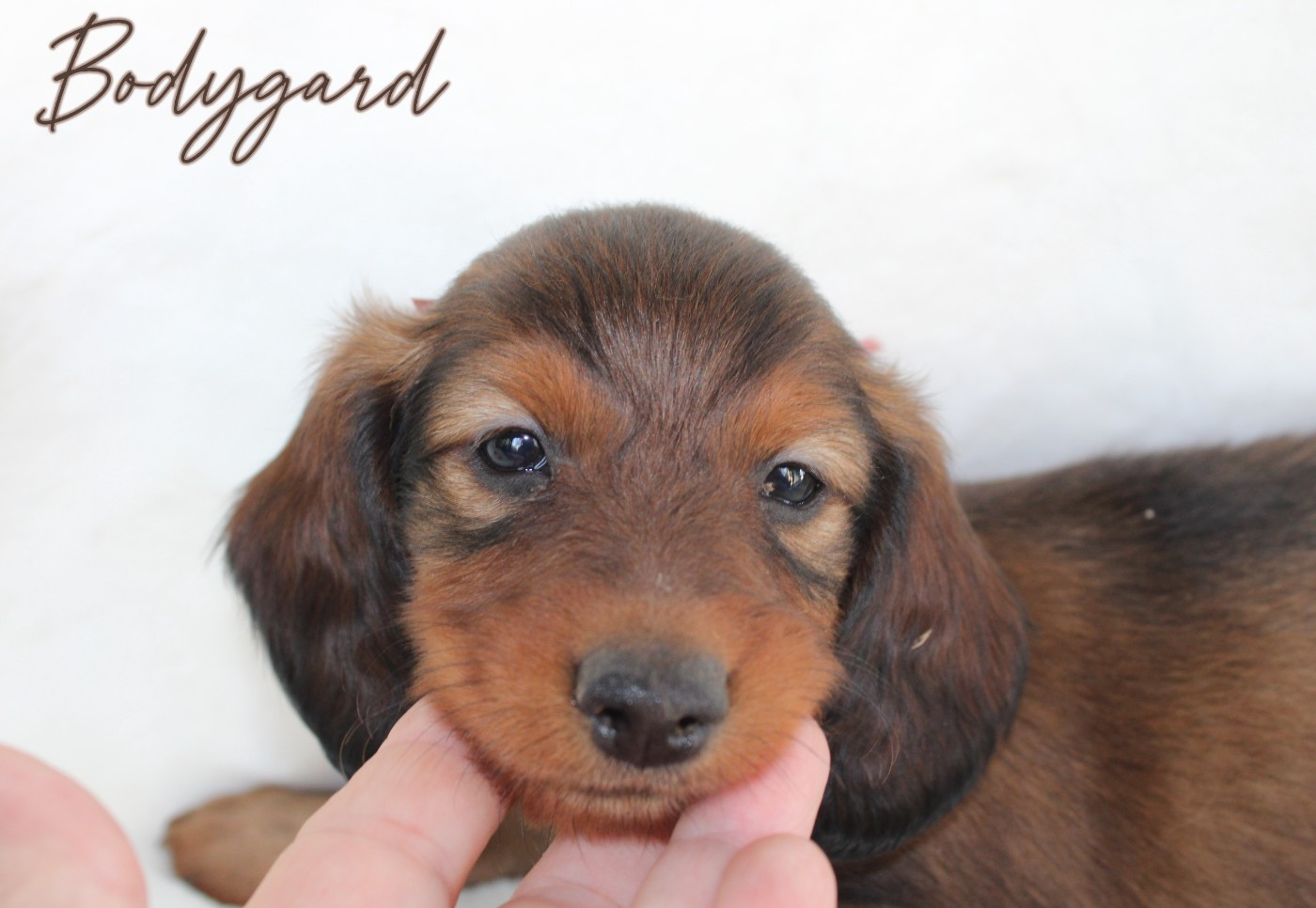 de la route Jacques Coeur - Chiots disponibles - Teckel poil long