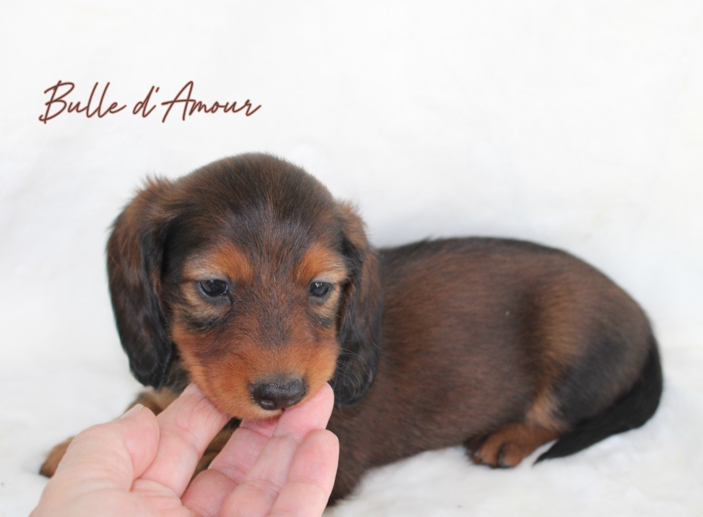 de la route Jacques Coeur - Chiots disponibles - Teckel poil long