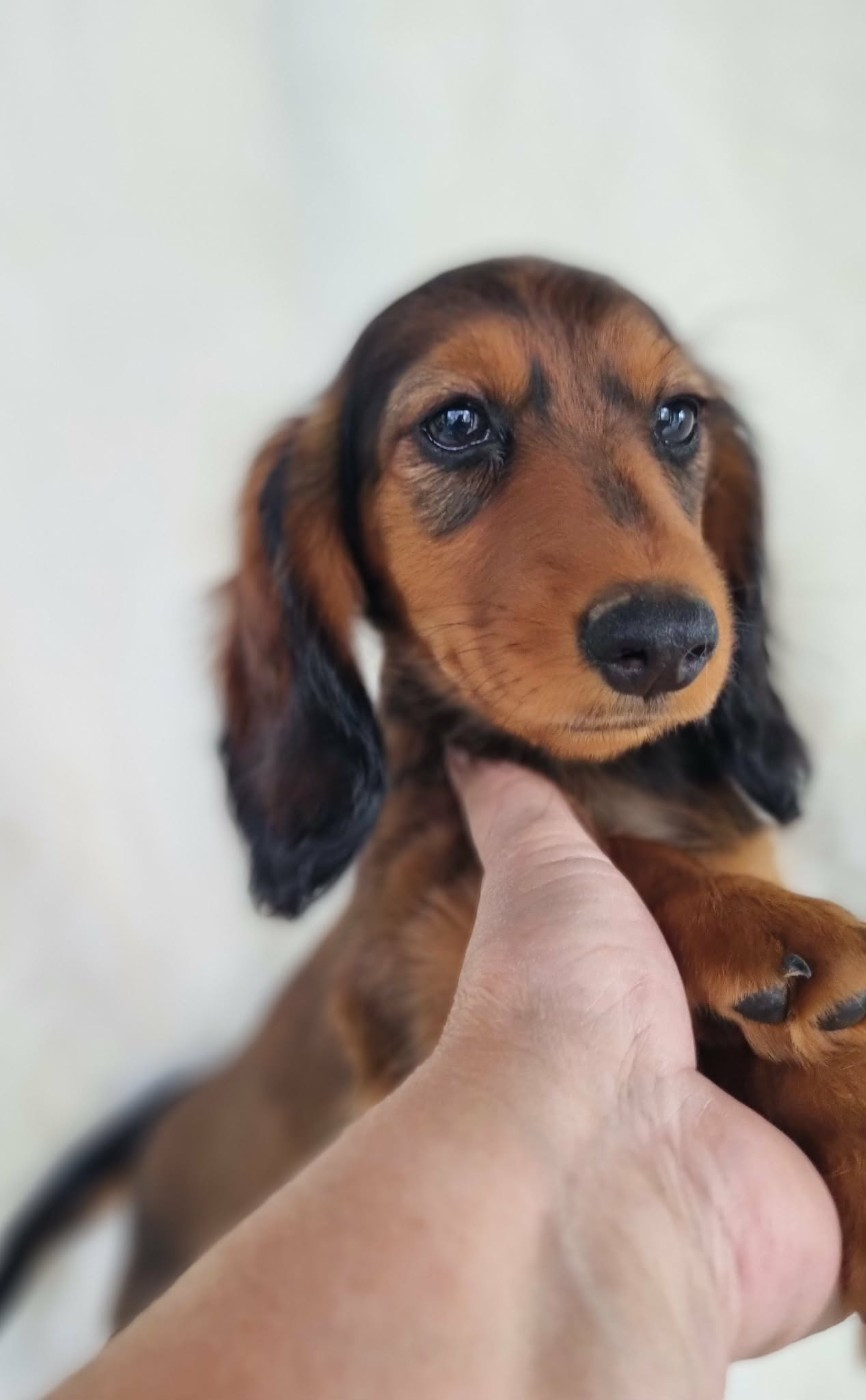 de la route Jacques Coeur - Chiots disponibles - Teckel poil long