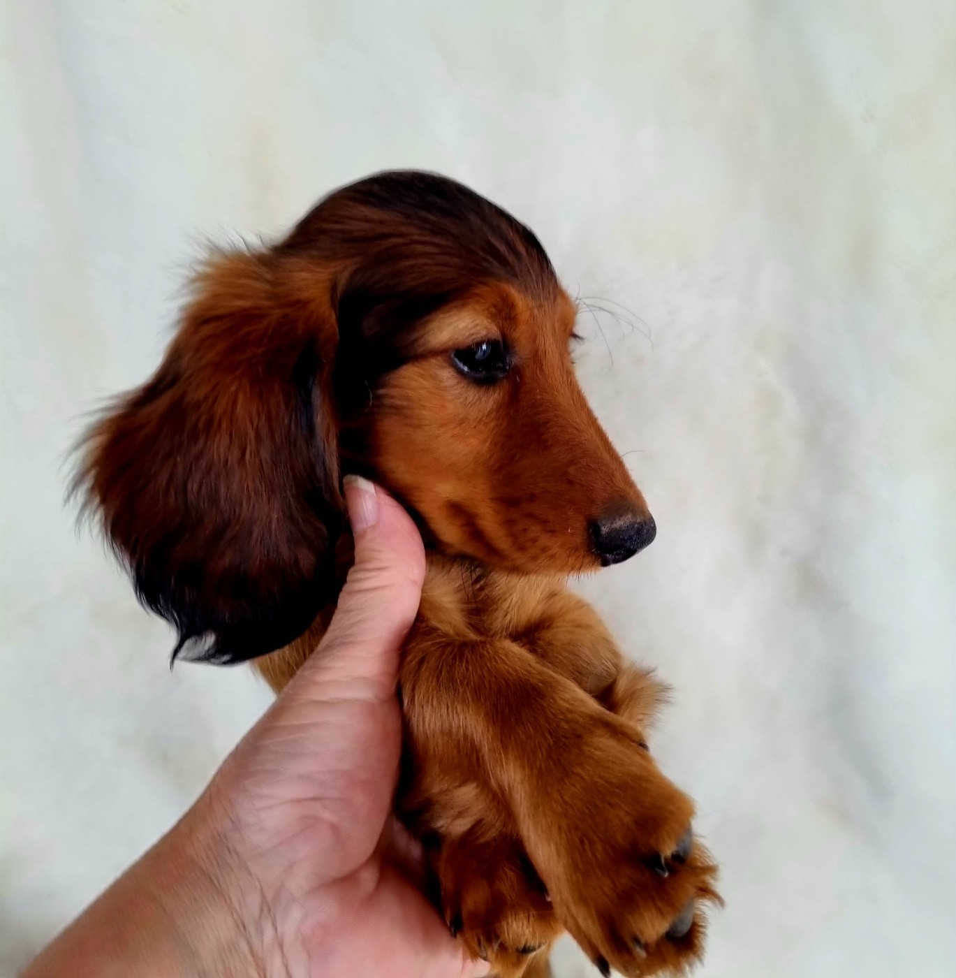 de la route Jacques Coeur - Chiots disponibles - Teckel poil long