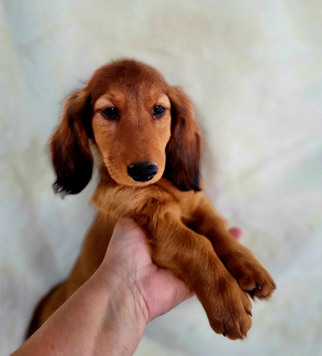 de la route Jacques Coeur - Chiots disponibles - Teckel poil long