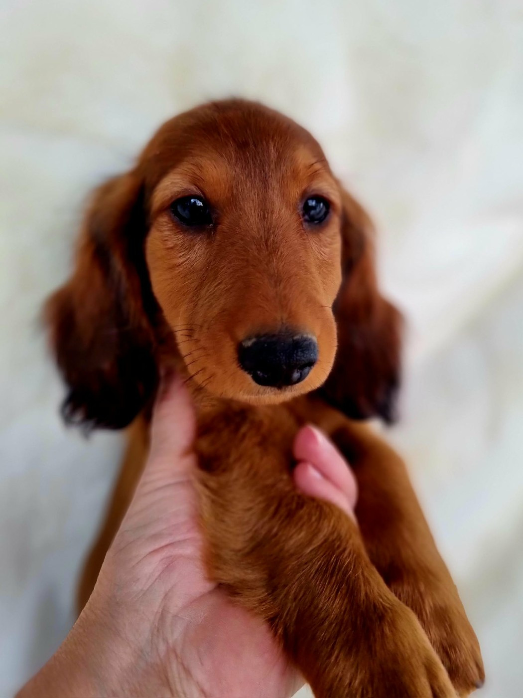 de la route Jacques Coeur - Chiots disponibles - Teckel poil long