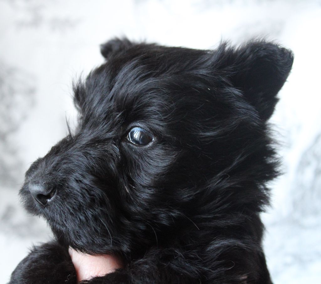 de la route Jacques Coeur - Scottish Terrier - Portée née le 31/10/2024